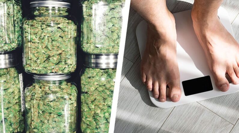 This Is What Weed Does for Fat Loss
