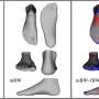 Conquering a ‘stiff’ popularity: Exploration highlights foot’s variability and movement capability